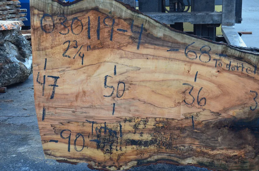 030119-04 Big Leaf Maple Slab