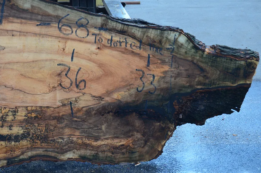 030119-04 Big Leaf Maple Slab